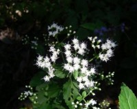 ageratina aromatica 10-10b.jpg